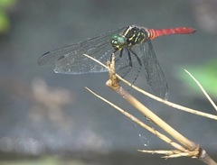 Onychothemis abnormis