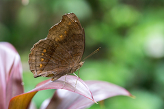 Junonia hedonia