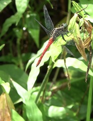 Onychothemis abnormis