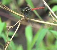 Onychothemis abnormis