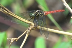 Onychothemis abnormis