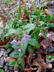 Pulmonaria officinalis