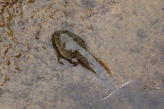 Fejervarya multistriata