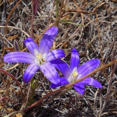 Brodiaea