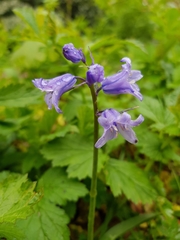 Hyacinthoides non-scripta