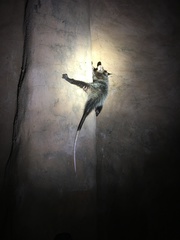 Didelphis albiventris