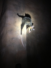 Didelphis albiventris