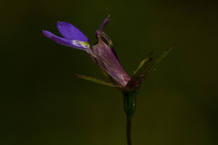 Lobelia rubescens