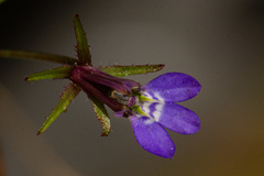 Lobelia rubescens