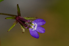 Lobelia rubescens