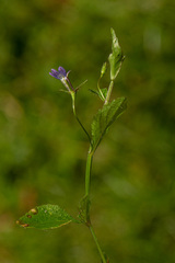 Lobelia rubescens