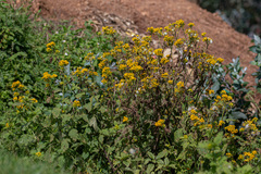 Crassocephalum montuosum