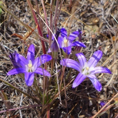 Brodiaea