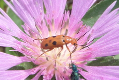 Leptopalpus rostratus