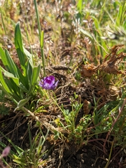Astragalus rattanii jepsonianus