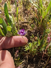 Astragalus rattanii jepsonianus