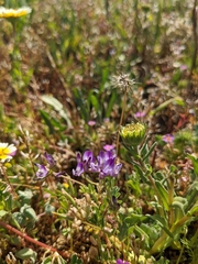 Astragalus rattanii jepsonianus