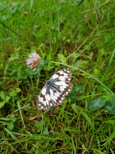Melanargia galathea