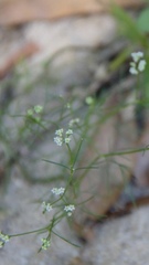 Spermolepis