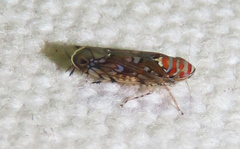 Scaphoideus festivus