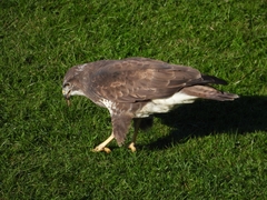 Buteo buteo