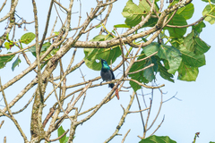 Cyanomitra verticalis