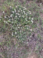 Euphorbia inermis