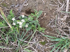 Euphorbia inermis