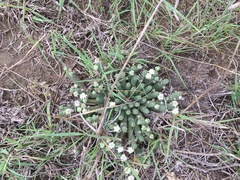 Euphorbia inermis