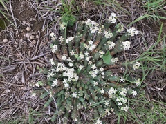 Euphorbia inermis