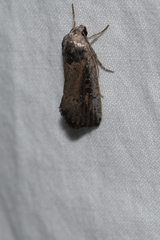 Athetis striolata