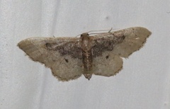 Idaea intermedia
