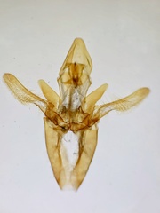 Hypochalcia bruandella