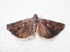 Hypochalcia bruandella