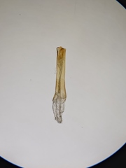 Hypochalcia bruandella