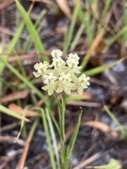 Asclepias verticillata image