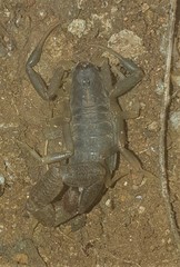 Uroplectes olivaceus
