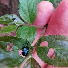 Cycnotrachelodes coeruleatus
