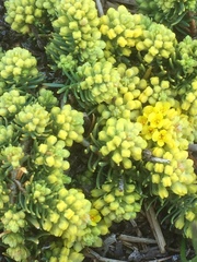 Thymelaea