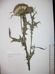 Cirsium hypoleucum