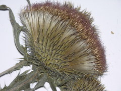 Cirsium hypoleucum