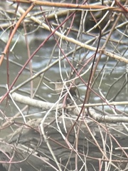 Troglodytes hiemalis