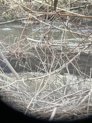 Troglodytes hiemalis