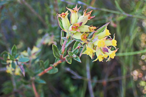 Image of Penaea acutifolia by no rights reserved