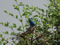 Acanthocercus gregorii