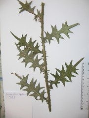 Cirsium hypoleucum