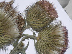 Cirsium hypoleucum