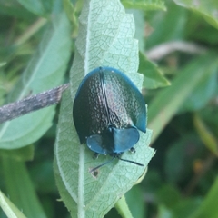 Cyrtonota thalassina