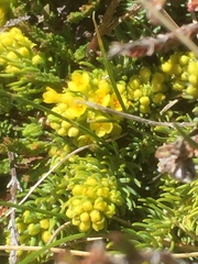 Thymelaea