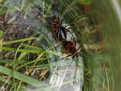 Pyrrhocoris apterus